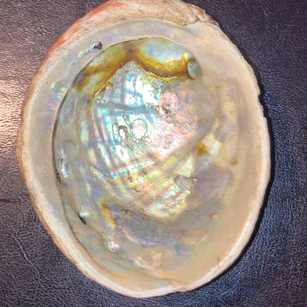 Alabone Shell - Picture 5 of 6